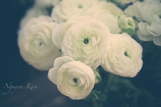 769042 (a): :2500x1660